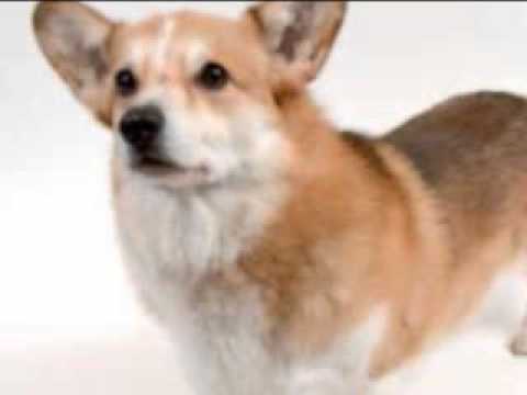 Hunny the Corgi