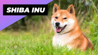 Shiba Inu 🐕 From Japan with Love!
