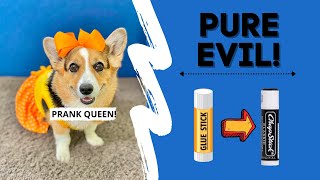 Evil Dog PRANKS Dad! #shorts #corgi