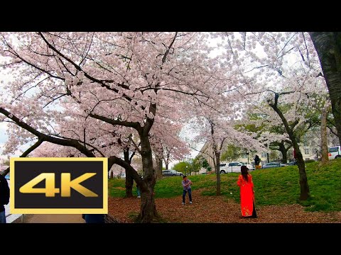 Cherry Blossoms Peak Bloom Walking Tour in 4K: Washington, DC Tidal Basin