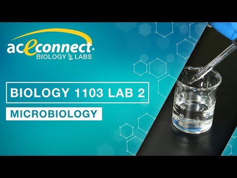Biology 1103 Lab 2 || Microbiology