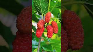 agriculture technologies, ideas, machine and tools #agriculture #farming #agritools #innovation