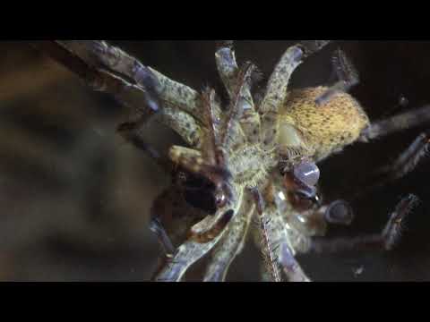 Zoropsis spinimana mating - Kräuseljagdspinnen bei der Paarung