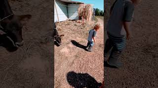 My toddler taking good care of our cow 🥰 🐮  #oklahomalife #countrylife