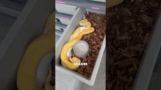 How to BREED Ball Pythons!