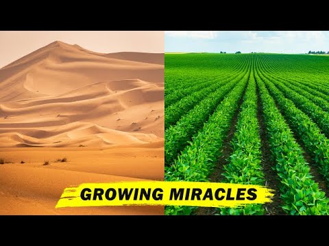 Farming In The Desert: Growing Miracle. #short