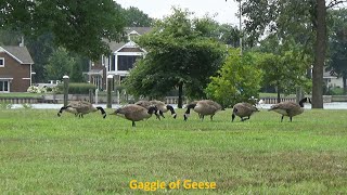 Gaggle of Geese