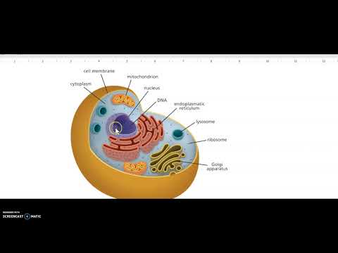 Cell structure overview-