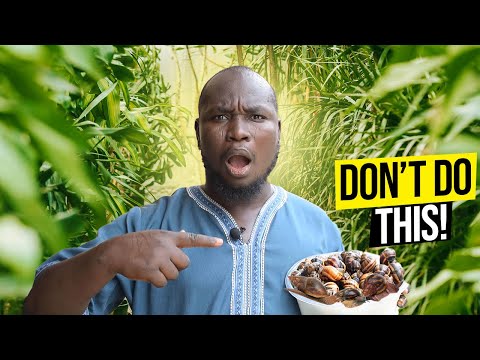 BIG Mistakes Snail Farmers MAKE | Snail Farming Nigeria