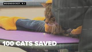 Veterinarian hopes rescue of 100 cats will 'help save other animals'