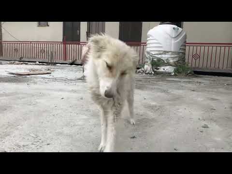 Enjoying with small cute puppy dog | please support this is my first vedios on youtube |#dogs