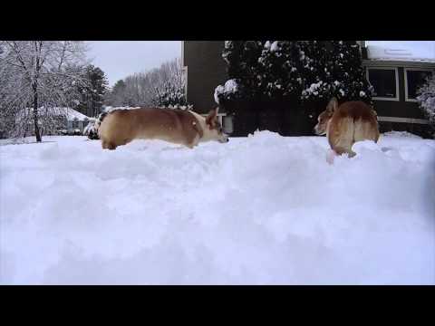 Two Corgi Snow Bunnies, Mabel and Mojo