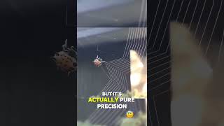 This Spider’s Web-Building Skills Are Next Level! 🕸️🎨 #Shorts #Nature #Art