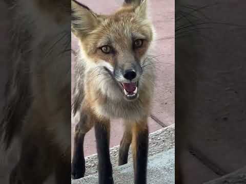 THE WILD FOX BRINGS HIS MESSAGE
