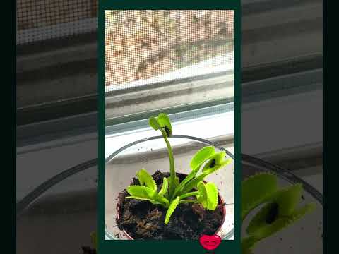 Relax with Plant Therapy 🌿 | Nature's Calm #shorts #plants