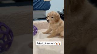 Oops I farted Again😝#goldenretriever#retrieverlove#puppyvideos#shortsvideoyoutube#cutepuppy#oop