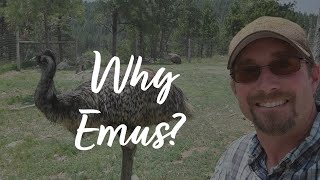 Raising Emus