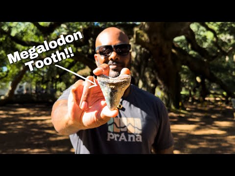 Fossil Hunting in South Carolina's LOWCOUNTRY!