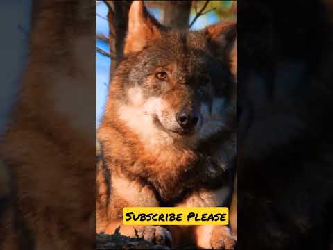 Hawk wolf 🐾 attitude looks morning 🌄 #wolf #look #amazing #morning #shorts #shortvideo #share