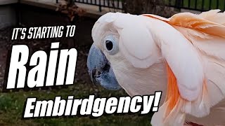 Embirdgency! Max Reacts to the Rain