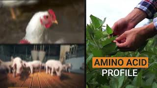 U.S. Soybean Meal, Superior Quality