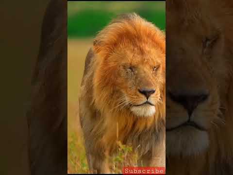 King Mood is Off today #moodoffstatus #king #lionking #animals #attitude #share #shortvideo