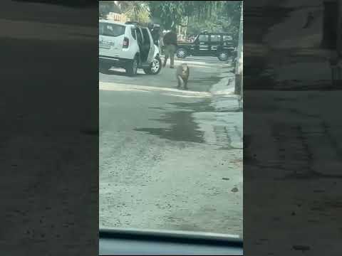 leopard attack in india