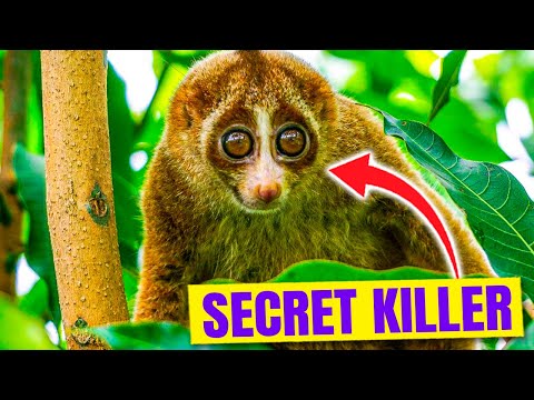Top 10 Cute Animals You Should Never Underestimate