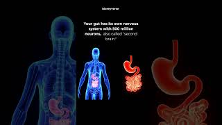 Human second brain #guthealth #gut #secondbrain #facts