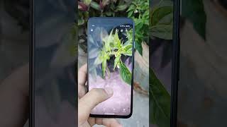 Google pixel 4 camera beast in 2024 #googlepixel4 #google #googlepixelcamera