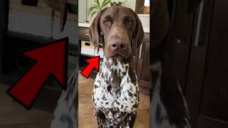 4 Reasons Not To Own German Pointer 😱