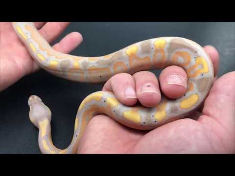 BPK 2018 Hatchling Holdbacks!!!