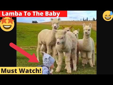 ❤ Lama to The Child, Subhan Allah ❤ " are communities like yourselves,Cute Animals,Cute Lama