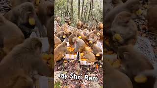 bandar,bandar mama,desi bandar,bandar wala,bandar video,funny ##jay shri ram