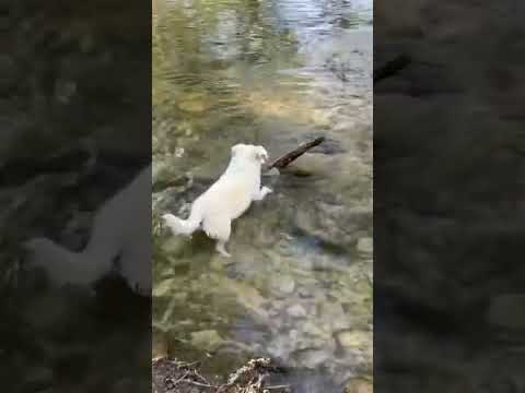 Lyla vs. Immovable Stick