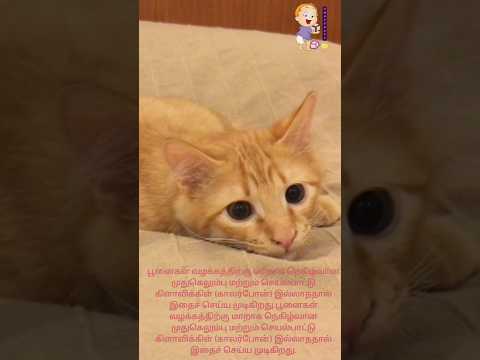 உங்களுக்கு பூனைகள் பிடிக்குமா??? அப்போ இத தெரிஞ்சிக்கோங்க|#catfunnyfacts#cat#catfunnyshorts#funfact#