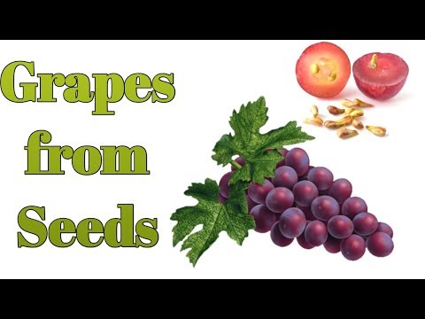 Grow Grapes From Seed Easy Steps