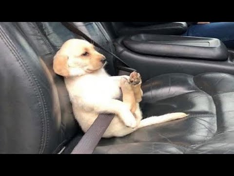 Cute and Funny Dogs Videos Compilation, Cutest Puppies in the Worlds 2023