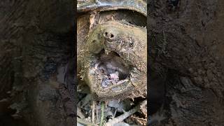 Alligator Snapping Turtle VS Common Snapper. How to Tell the Difference!🔎🐢