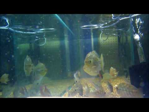 cichlids and silver dollars