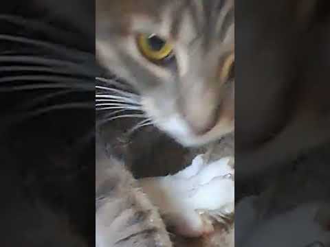 cat #cat