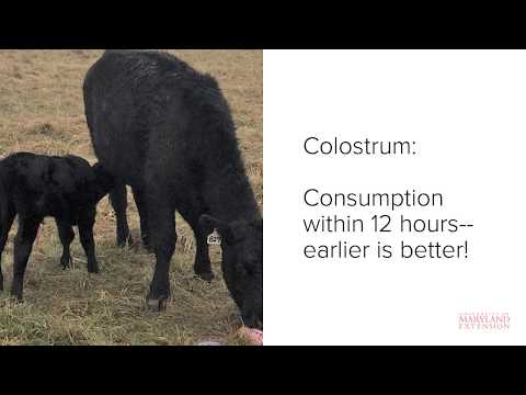 Newborn Calf Care: The First 24 Hours