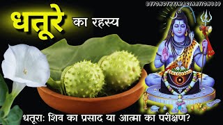 Datura: Poison or the Gateway to the Soul? | dhatura ka Rahasya | beyond the imagination