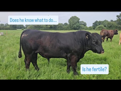 The new bull...is he working? And did the grass seeds grow?
