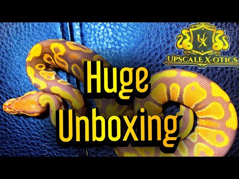 WHAT A SNAKE! UNBOXING Ball Python Ultramel Het Pied