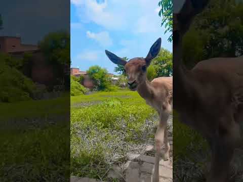 🦌#deer #hiran #anime #animals #shorts #video #happy #cute