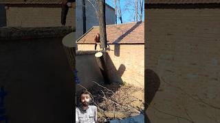 perfect and safely Cutting a Tree From Yard || #treecutting