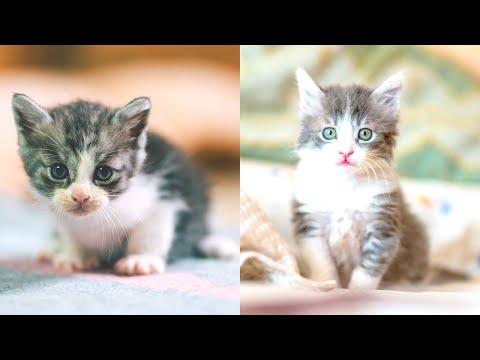 Aww cats #6 I Cute cats compilation I funny cats compilation I cat videos I pet videos I cats