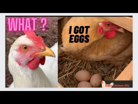 Chicken laid an egg and happy #chickencoop #farm #homestead #chicken #babychicks #backyardchicken