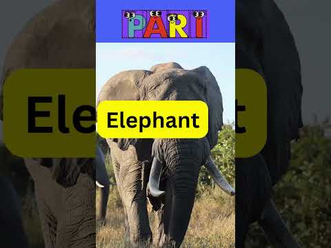 Alphabet E #LetterE #Elephant #Egg #Earth #Eclipse #Eagle #eyes @paristories21